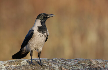 Hooded Crow	
