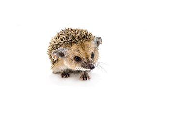 Photo of a hedgehog isolated on a white background with free space for text. Protection of the animal world.