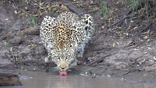 A beautiful leopard with beautiful piercing light blue eyes drinking from a puddle in Africa.
