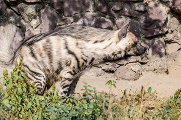 Striped Hyena (Hyaena hyaena)