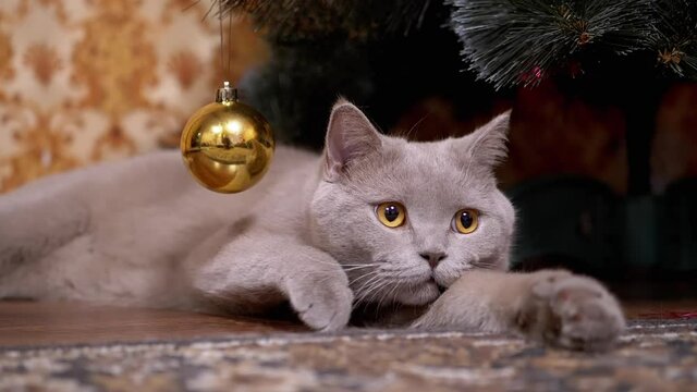 Gray British Purebred Cat with Green Eyes Lies, Asleep Down Under Christmas Tree