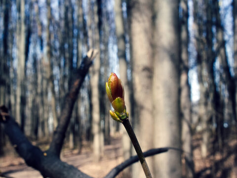 undissolved leaves on a branch in spring