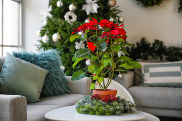 Obraz premium Christmas plant poinsettia on table in interior of room