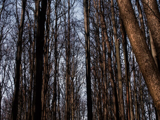 Obraz premium naked trees in the forest in spring