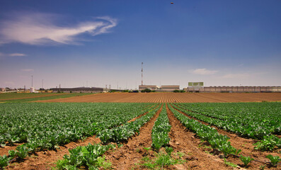 Rows of cabbage in an agricultural field ready for velvet, in southern Israel