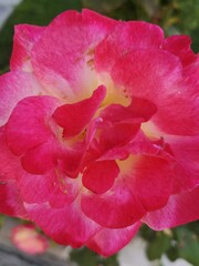 Close-up of the blooming head of a rose with mottled pink petals and a yellow core