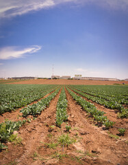 Fototapeta na wymiar Rows of cabbage in an agricultural field ready for velvet, in southern Israel