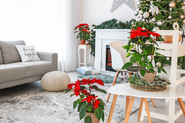 Christmas plants poinsettia in interior of room