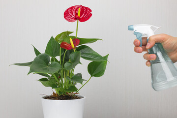 Watering plants at home.Close-up Anthurium of a home flower and hands with a spray bottle. Houseplants care, eco lifestyle - obrazy, fototapety, plakaty