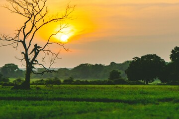 peacock in dead tree on a sunset