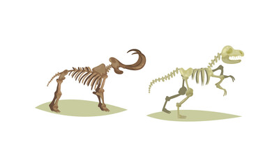 Fototapeta na wymiar Museum Exhibit with Dinosaur and Mammoth Fossil and Skeleton Vector Set