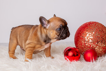 French bulldog puppy for Christmas background, Christmas tree toys, Christmas