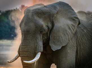 Fototapeta na wymiar African elephant calf