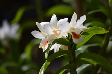 Beautiful orchid flower with nature background 2020.