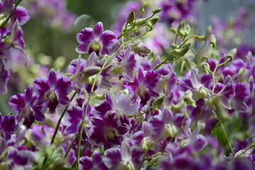 Beautiful orchid flower with nature background 2020.