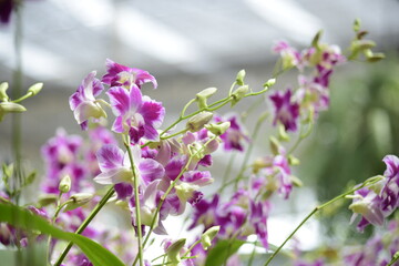 Obraz premium Beautiful orchid flower with nature background 2020.
