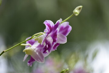 Beautiful orchid flower with nature background 2020.