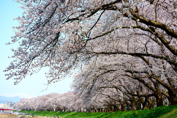 足羽川の桜並木　満開