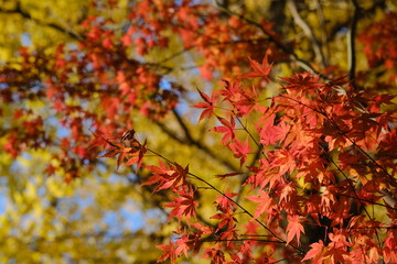 モミジの紅葉。Orange color Maple leaves in a park, autumn time Japan