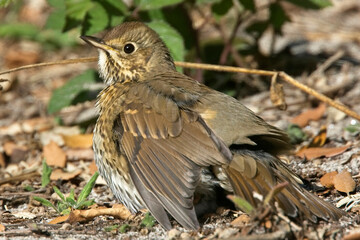 Song Thrush (Turdus philomelos) 