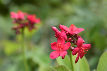 Beautiful flowers planted in the park.