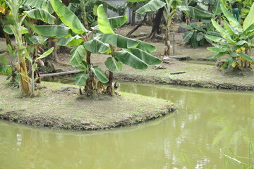 Planting and banana trees.