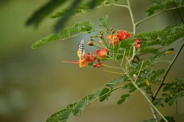 Beautiful flowers planted in the park.