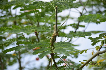 Chameleon in the park.