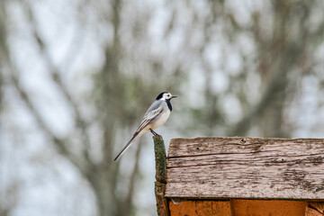 White Wagtail (Motacilla alba) in the foothills, Caucasus, Dagestan, Russia