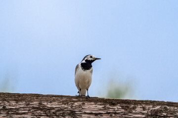 White Wagtail (Motacilla alba) in the foothills, Caucasus, Dagestan, Russia