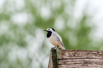 White Wagtail (Motacilla alba) in the foothills, Caucasus, Dagestan, Russia