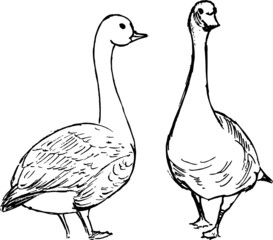 Goose ink illustration. Sketchy detailed bird drawings. Monochrome vector drawing. Nature theme. 