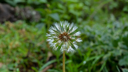 dandelion seeds