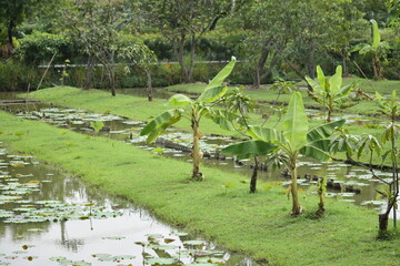 View of garden from bangkok Thailand.