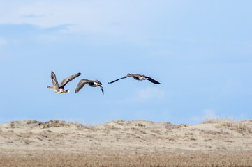 Fototapeta na wymiar Greater White-fronted Geese (Anser albifrons) in Barents Sea coastal area, Russia