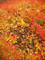 黄葉の公園の満天星躑躅