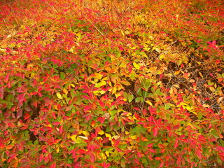 黄葉の公園の満天星躑躅