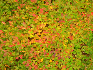 黄葉の公園の満天星躑躅