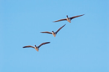Greater White-fronted Geese (Anser albifrons) in Barents Sea coastal area, Russia