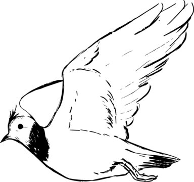 recommend clip art: Lapwing bird ink illustration. Bird simple drawing. Nature theme. Animals vector monochrome drawings set. Sketchy detailed style. 