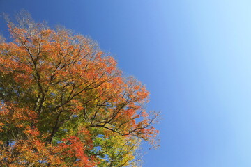 12月の紅葉の欅と青空