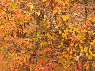 黄葉の公園の満天星躑躅