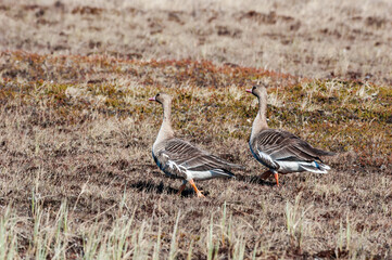 Obraz na płótnie Canvas Greater White-fronted Geese (Anser albifrons) in Barents Sea coastal area, Russia