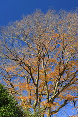 冬の黄葉の葉の少なくなった欅の木