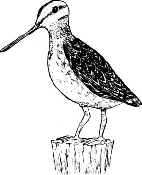 recommend clip art: Snipe ink illustration. Detailed engraving style artwork of a bird. Black and white monochrome animal drawing. Nature theme. 