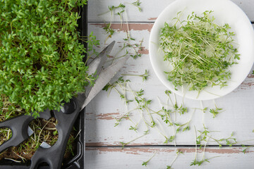 Watercress microgreens pot with scissors and plate on white wooden textured background. Top view.