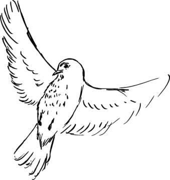 recommend clip art: Thrush bird ink illustration. Black and white vector drawing. Minimal monochrome animals artwork. Detailed drawings set. Nature theme. Engraving style. 