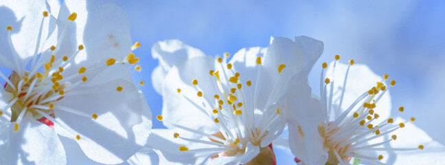 White fresh cherry flowers blossom