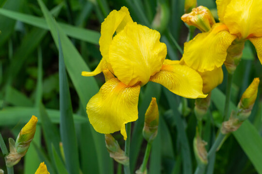 Beautiful yellow iris flowers grow in the garden.