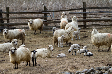 Young lambs with their mothers